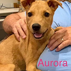 Thumbnail photo of AURORA #4