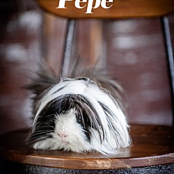 Thumbnail photo of Pepé #2