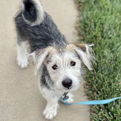 Mead, CO - Siberian Husky/Schnauzer (Miniature). Meet Eddy a Pet for ...