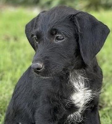 Richfield, MN - Cocker Spaniel/Border Terrier. Meet Renee a Pet for ...