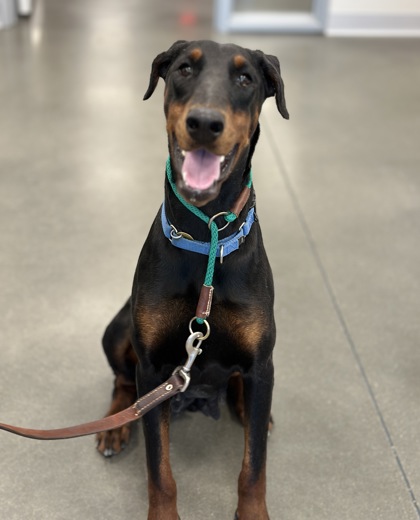 Fresno, CA - Doberman Pinscher. Meet Hannah a Pet for Adoption ...