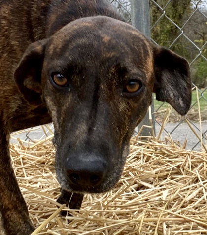 Dog for adoption - Twirl, a Mountain Cur & Shepherd Mix in Louisville, KY