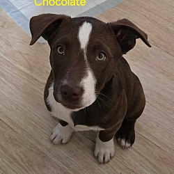 Photo of Chocolate