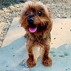 Akron, OH - Yorkie, Yorkshire Terrier. Meet Obless a Pet for Adoption ...