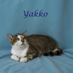 Thumbnail photo of Yakko C24-251 #4