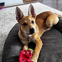 adopt a pet