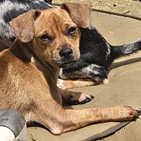 adopt a pet
