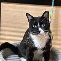 adopt a pet