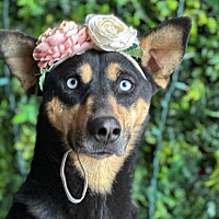 adopt a pet
