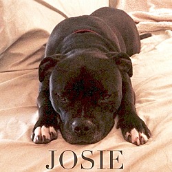 Photo of Josie