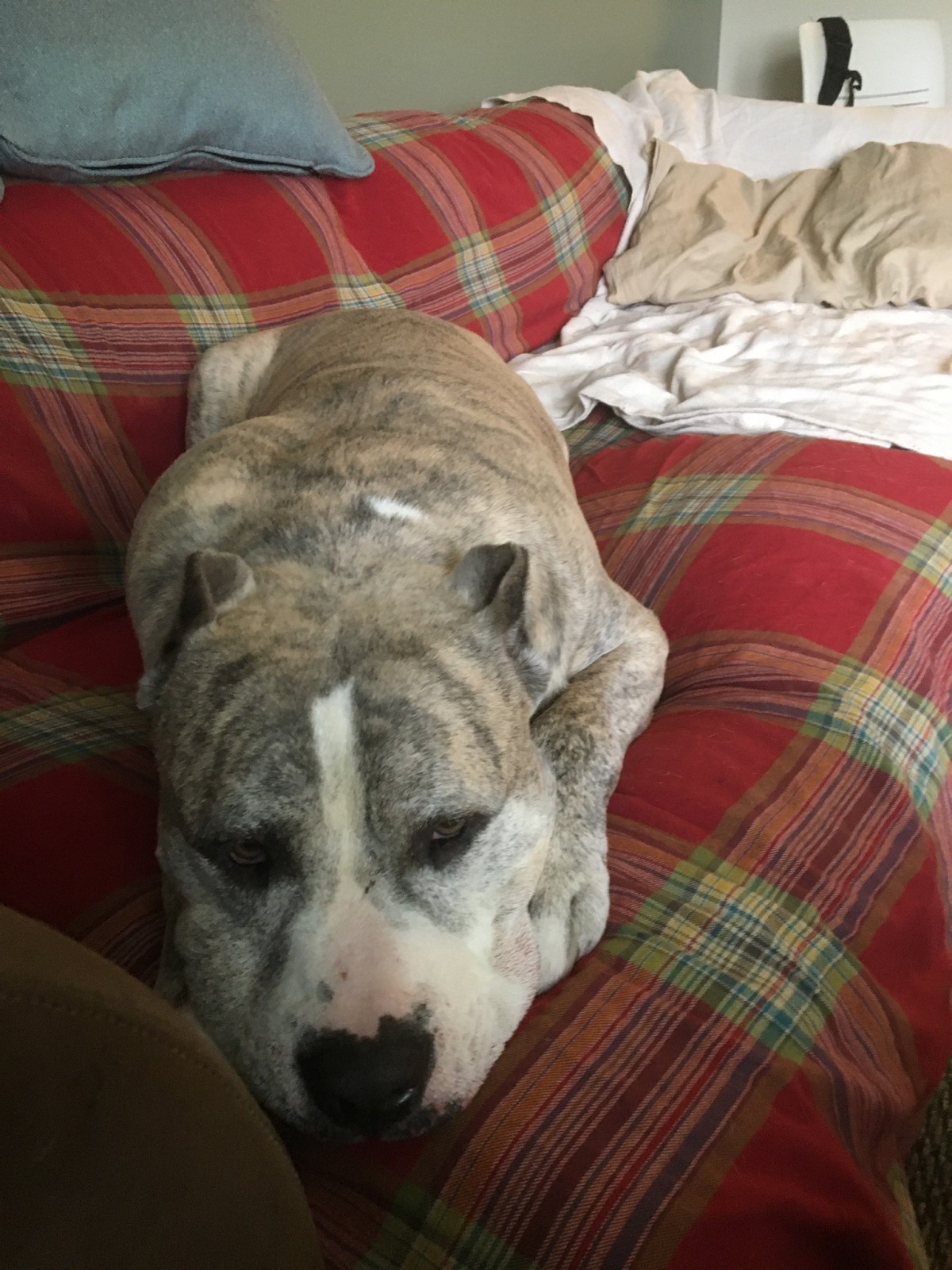 Adopt Diesel a Brindle American Pit Bull Terrier / Mixed