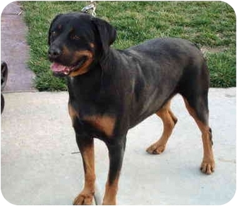 Short Haired Rottweiler