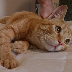 Thumbnail photo of Simba #2