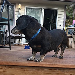 Thumbnail photo of Lucky the Doxie #3