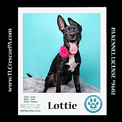 Thumbnail photo of Lottie (Outlander Pups)  020324 #3