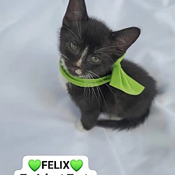 Thumbnail photo of FELIX #1