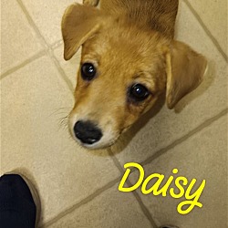 Photo of Daisy Wood CW D2024 in MS