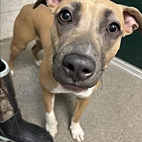 adopt a pet