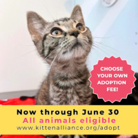adopt a pet