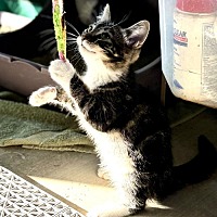 adopt a pet
