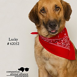 Thumbnail photo of Lucky (Foster) #2