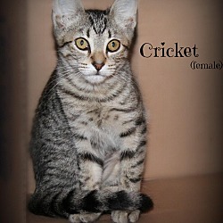 Thumbnail photo of Cricket #2