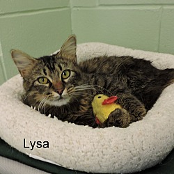 Thumbnail photo of Lysa #1