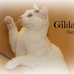 Thumbnail photo of Gilda #1