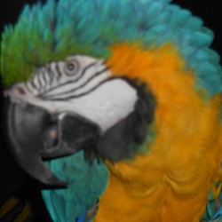 Thumbnail photo of Keisha Blue & Gold Macaw #1