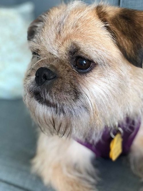 La Verne Ca Brussels Griffon Meet Ewok A Pet For Adoption