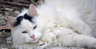 Adopt A Pet Petsmart Charities