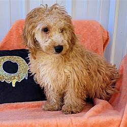 Thumbnail photo of TOM or JERRY Mini goldendoodles #3
