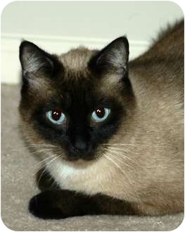 Houston Tx Siamese Meet Merlin Declawed Siamese A Pet For Adoption