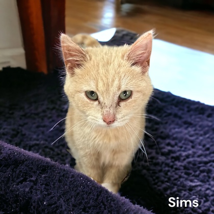 Photo of Sims