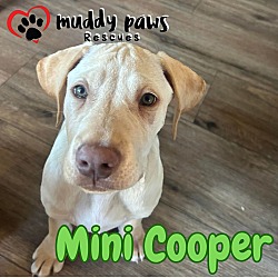 Photo of Lily's Indie 500 Litter Mini Cooper - No Longer Accepting Applications