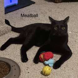 Photo of Meatball