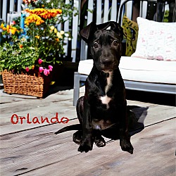 Thumbnail photo of Orlando #3