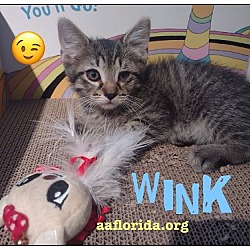 Photo of Wink