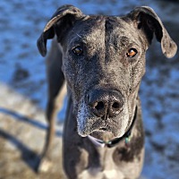 adopt-pet