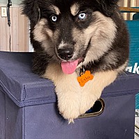 adopt a pet