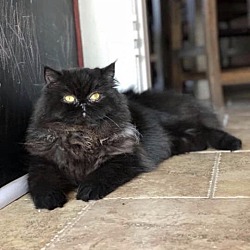 Cat Adoption Search By Color Age Breed Location And More