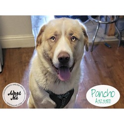 Photo of PANCHO