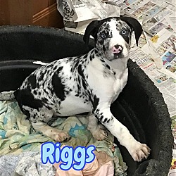 Thumbnail photo of ADOPTED! Riggs #1