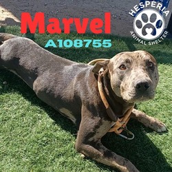 Photo of MARVEL (RESCUE ONLY)