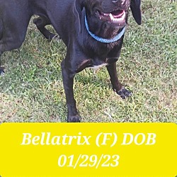 Photo of Bellatrix