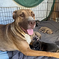 adopt a pet