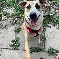 adopt-pet