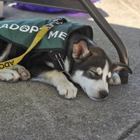 adopt a pet