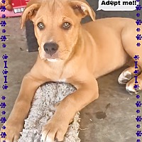 adopt a pet