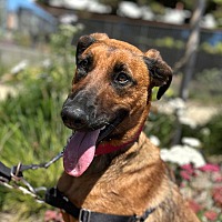 adopt a pet